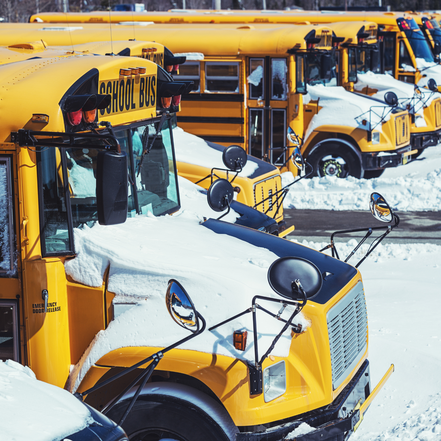 School buses sit in a row with snow accumulating on their hoods.